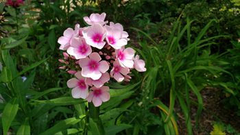 Community garden